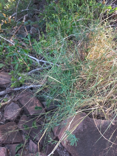 Image of Asparagus natalensis by (c) Brian du Preez, some rights reserved (CC BY-SA)