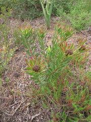 Leucadendron modestum