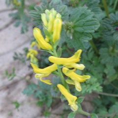 Corydalis micrantha