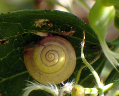 Bradybaena pellucida