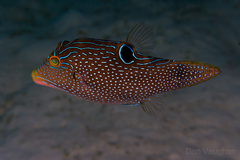 Canthigaster papua