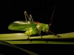 Hexacentrus unicolor