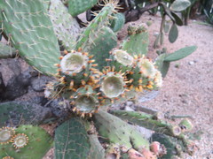 Cactaceae