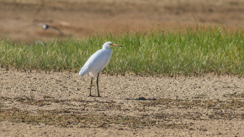 Aigrette garzette, jeune