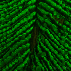 Ctenactis
