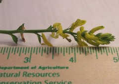 Corydalis micrantha