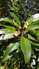 Pittosporum colensoi