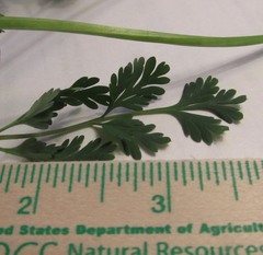 Corydalis micrantha