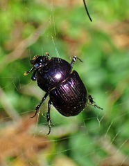 Phelotrupes auratus