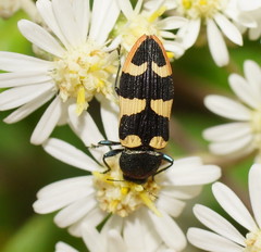 Castiarina interstitialis