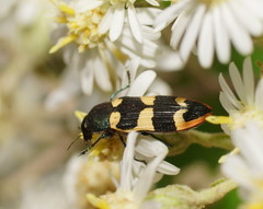 Castiarina interstitialis
