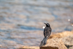 White-Browed Wagtail photo 5