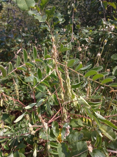 Image of Indigofera astragalina by (c) Brian du Preez, some rights reserved (CC BY-SA)