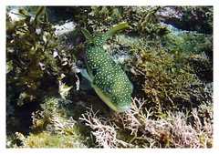 Takifugu alboplumbeus