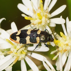 Castiarina interstitialis