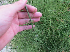 Equisetum myriochaetum