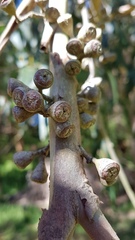 Eucalyptus fastigata