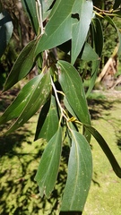 Eucalyptus fastigata