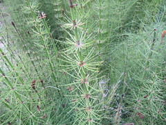 Equisetum myriochaetum