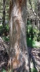 Eucalyptus fastigata