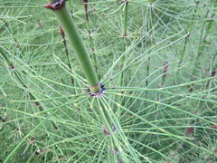 Equisetum myriochaetum