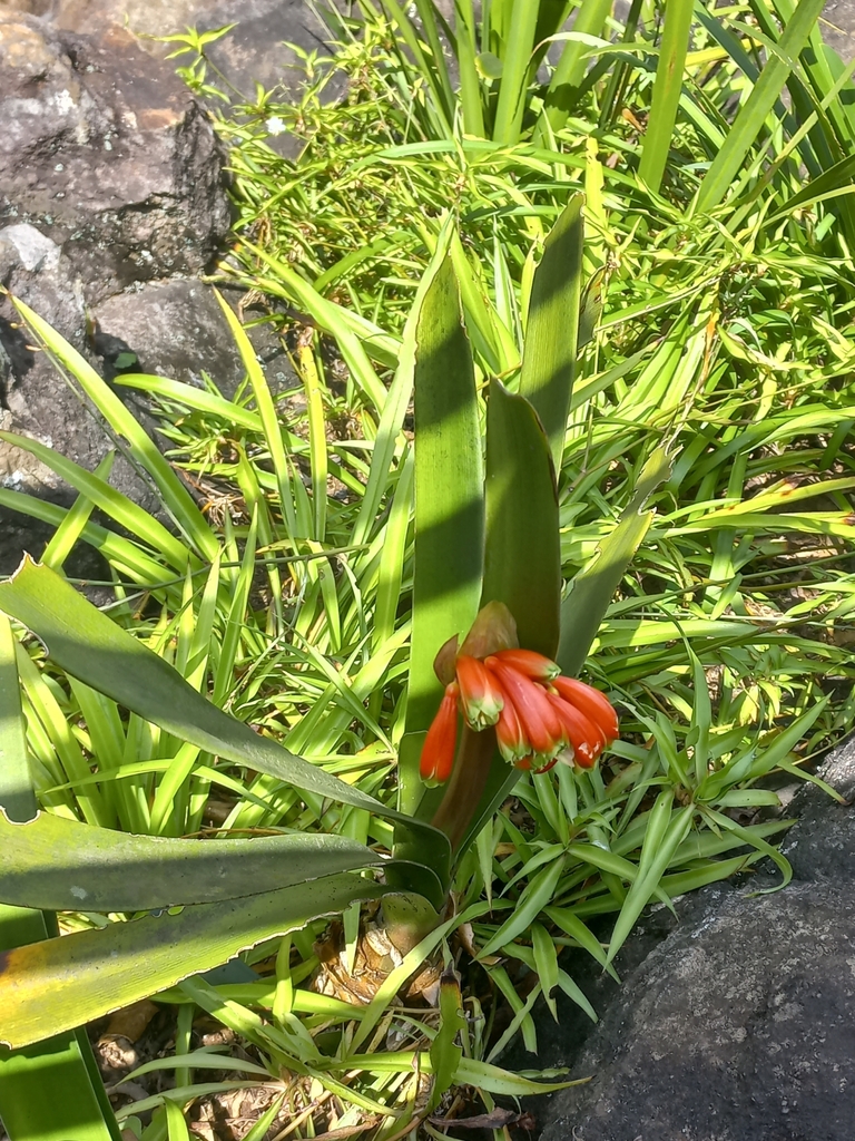 Clivia caulescens 2