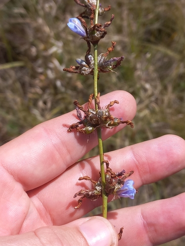 Aristea angolensis (Aristea angolensis)