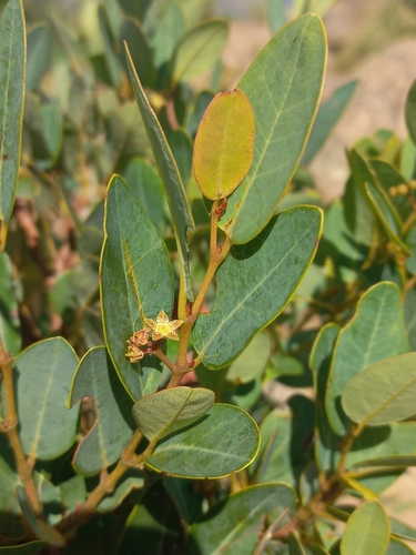Blyde Grape (Rhoicissus laetans)