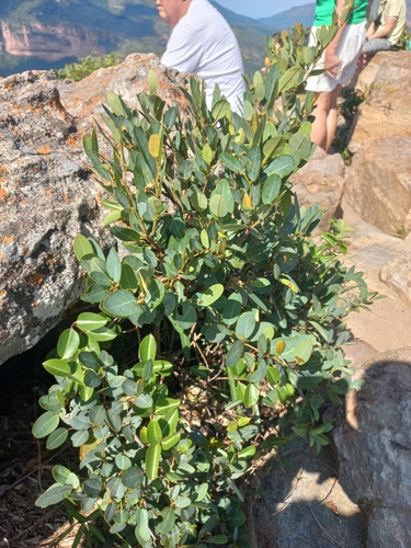 Image of Rhoicissus laetans by (c) Brian du Preez, some rights reserved (CC BY-SA)