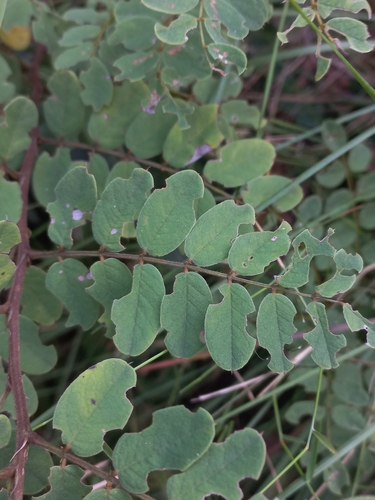 Image of Indigofera swaziensis by (c) Brian du Preez, some rights reserved (CC BY-SA)