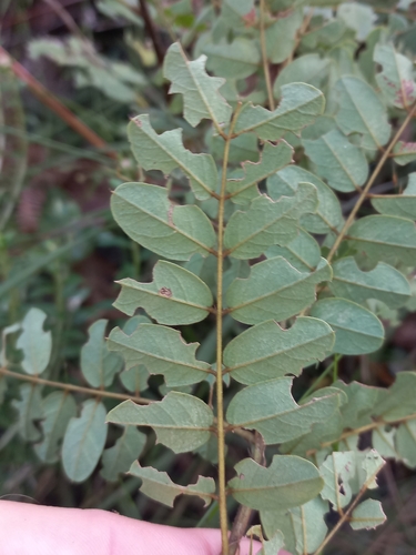 Image of Indigofera swaziensis by (c) Brian du Preez, some rights reserved (CC BY-SA)