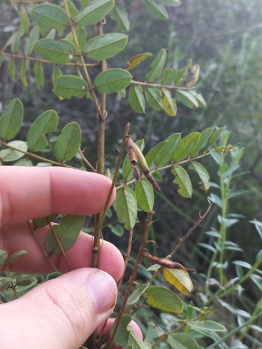 Image of Indigofera swaziensis by (c) Brian du Preez, some rights reserved (CC BY-SA)