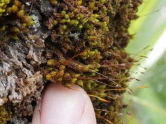 Macromitrium longipes