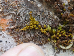 Macromitrium longipes