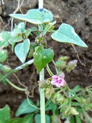 Mirabilis oxybaphoides