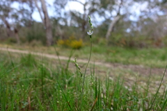 Thelymitra brevifolia