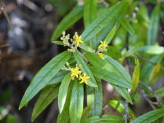 Corokia buddleioides buddleioides
