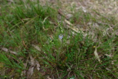 Thelymitra brevifolia