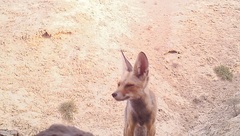 Vulpes vulpes arabica