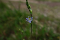 Thelymitra brevifolia