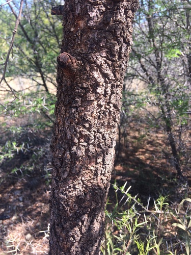 Searsia lancea