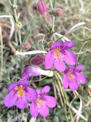 Penstemon linarioides sileri