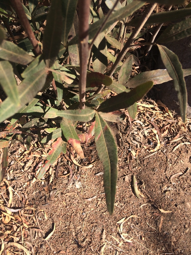 Searsia lancea, Mountain Zebra National Park, South Africa
