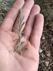 Penstemon linarioides sileri