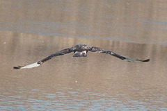 Buteo hemilasius