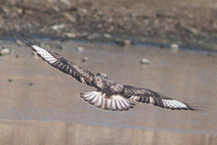 Buteo hemilasius