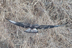 Buteo hemilasius