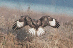 Buteo hemilasius
