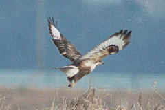 Buteo hemilasius