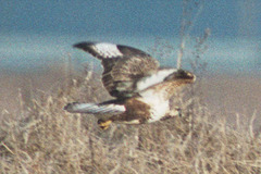 Buteo hemilasius